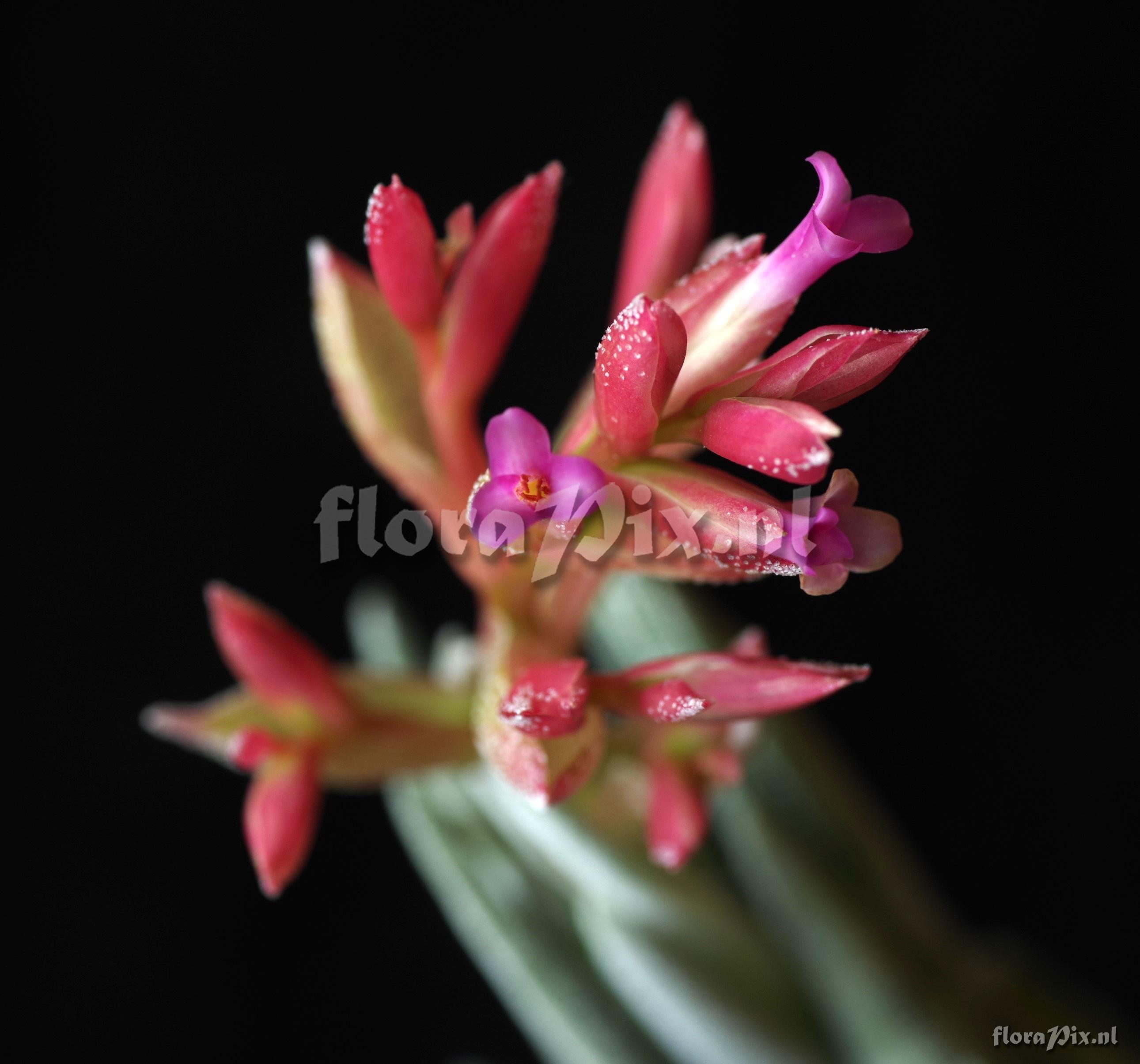 Tillandsia brachyphylla