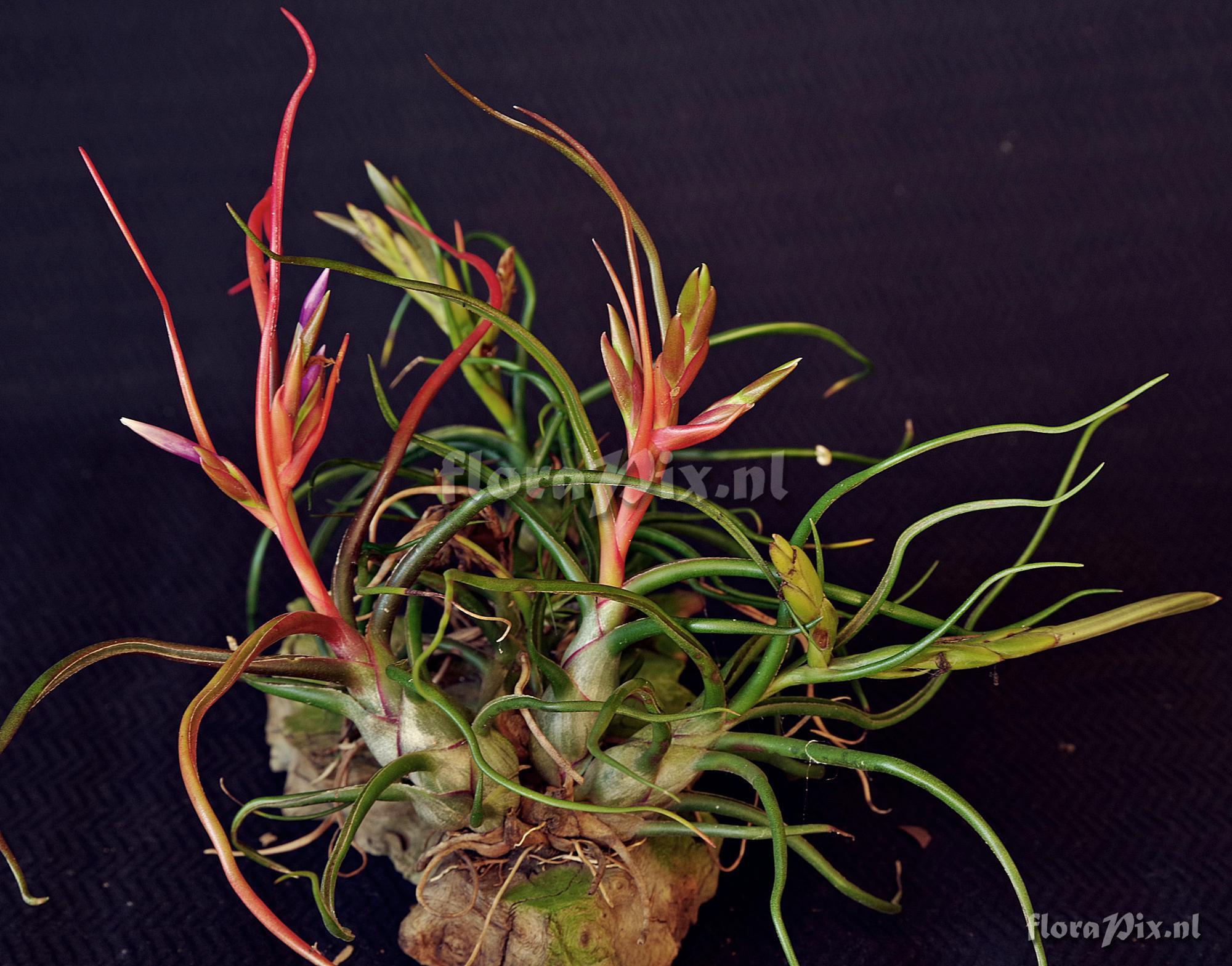 Tillandsia bulbosa