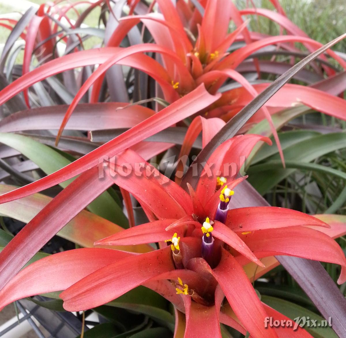 Tillandsia capitata