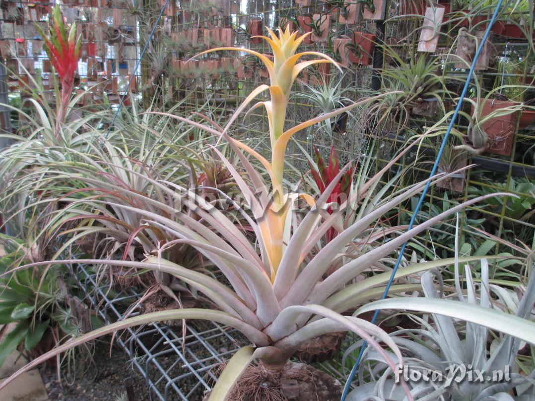 Tillandsia capitata
