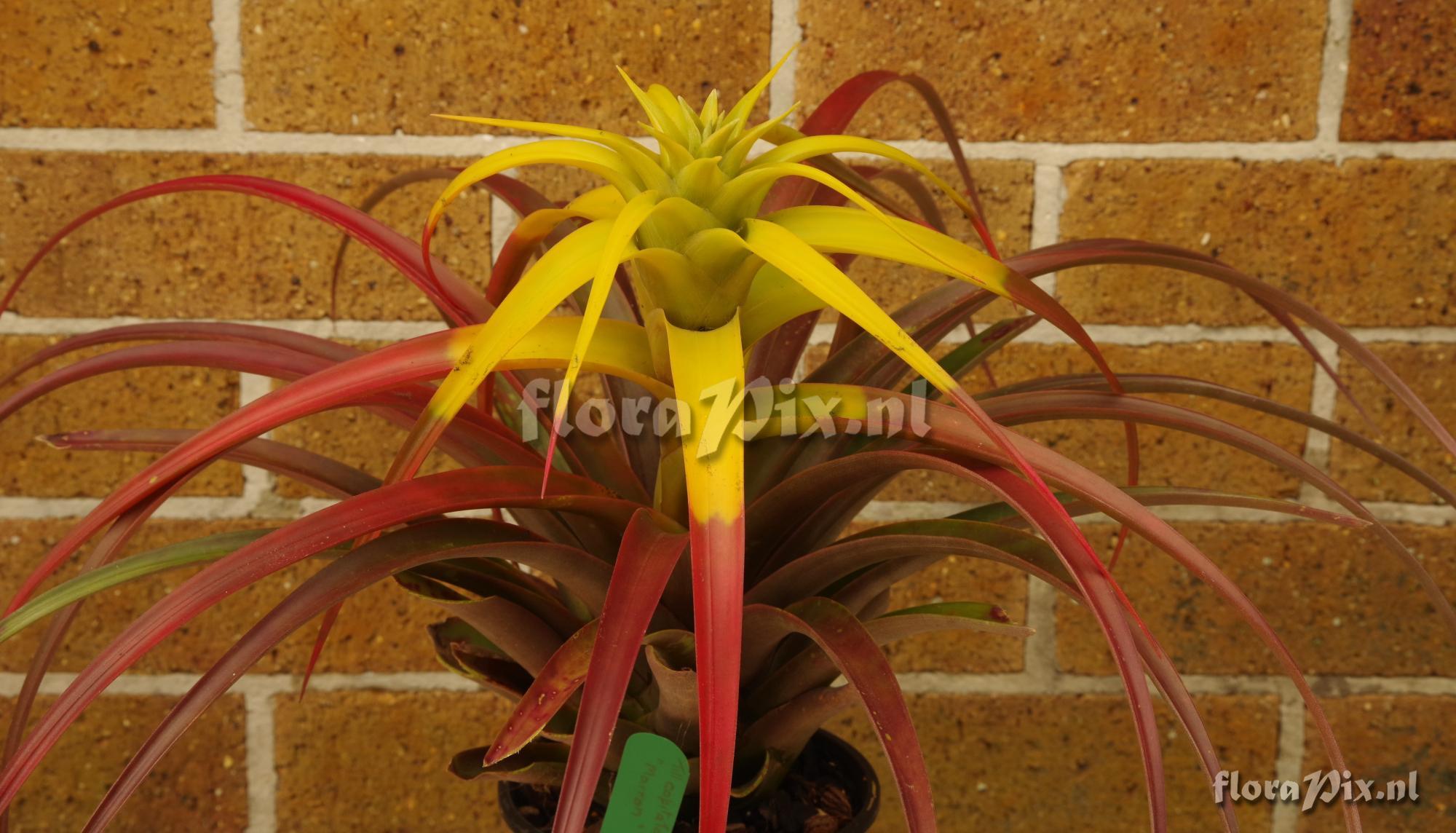 Tillandsia capitata