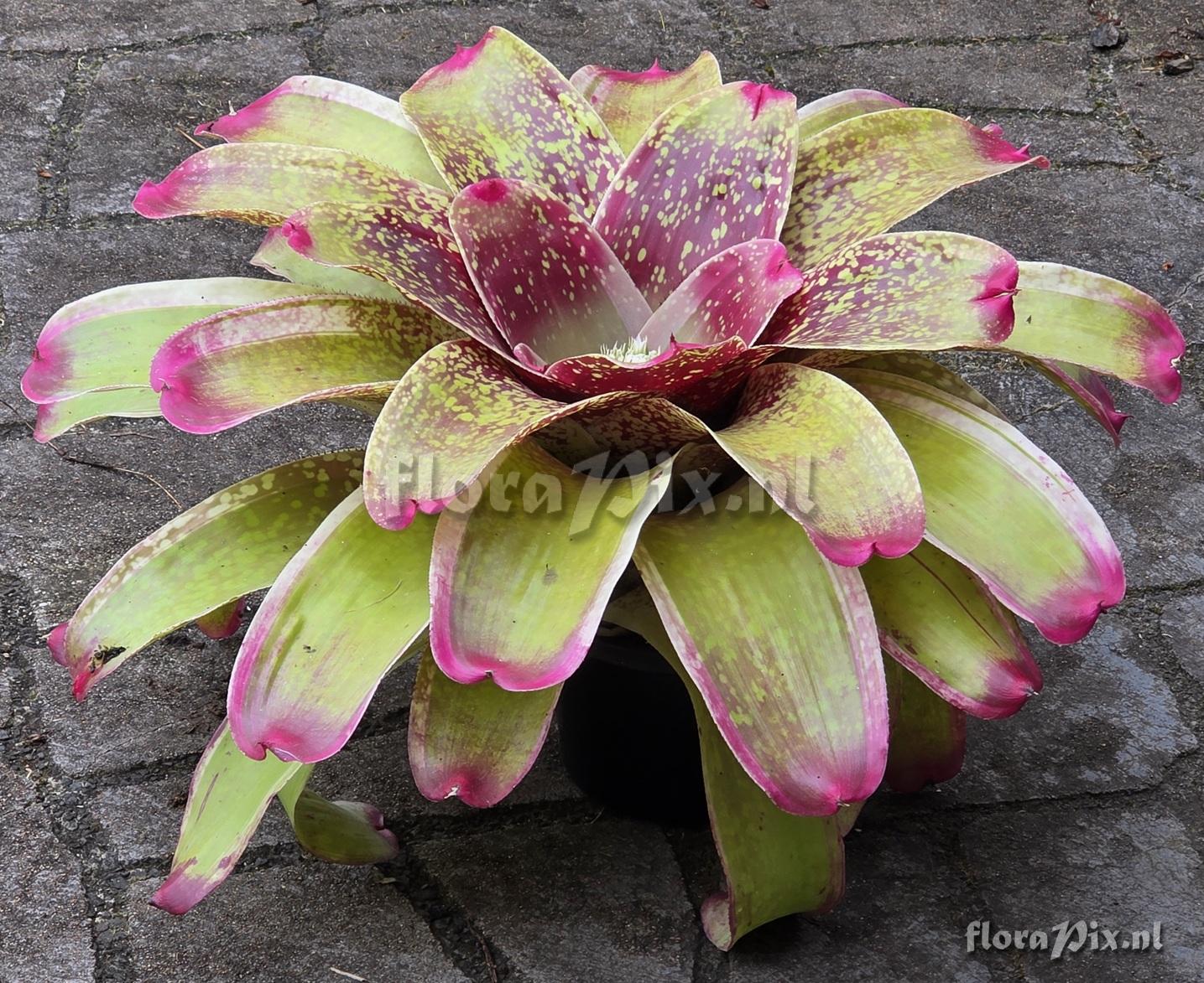 Neoregelia correia-araujoi x