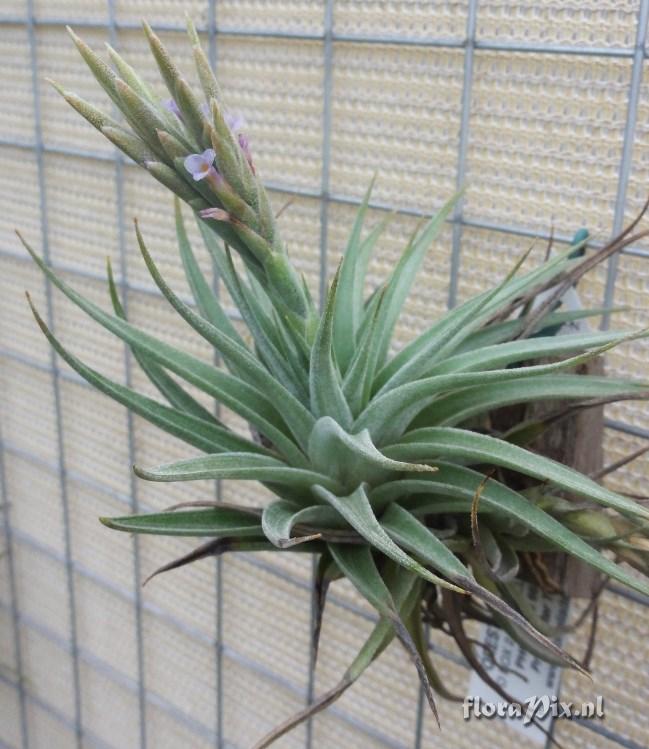 Tillandsia 