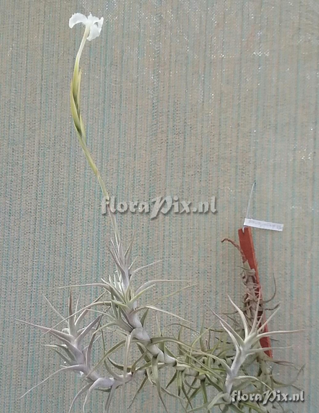 Tillandsia diaguitensis
