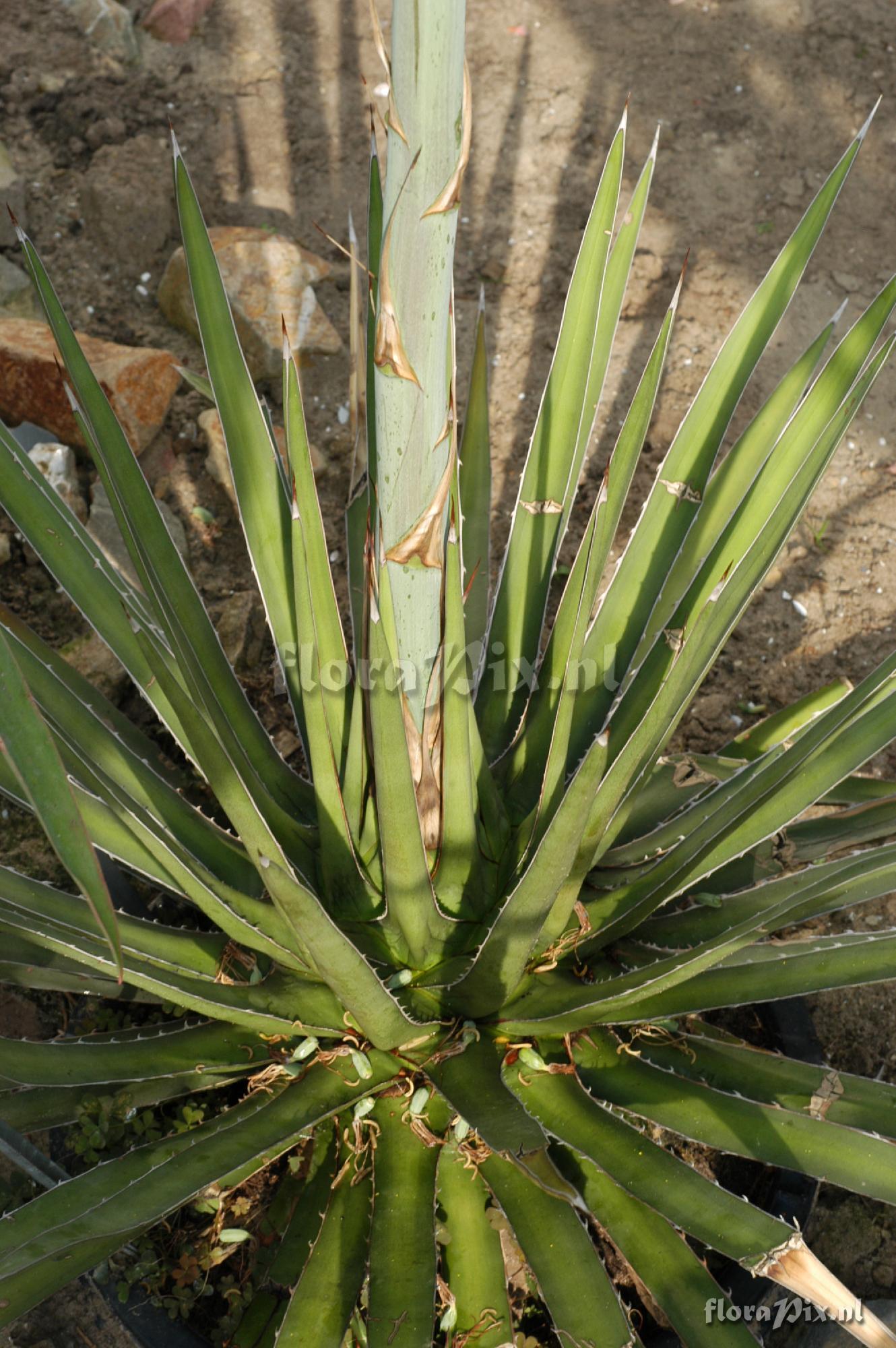 Agave lophantha