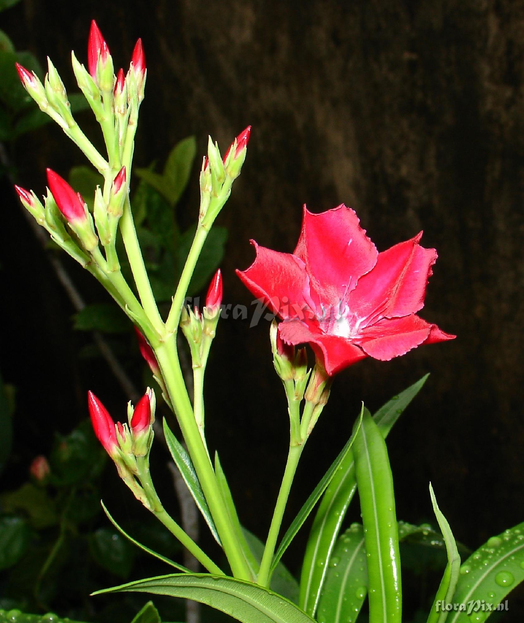 Nerium oleander