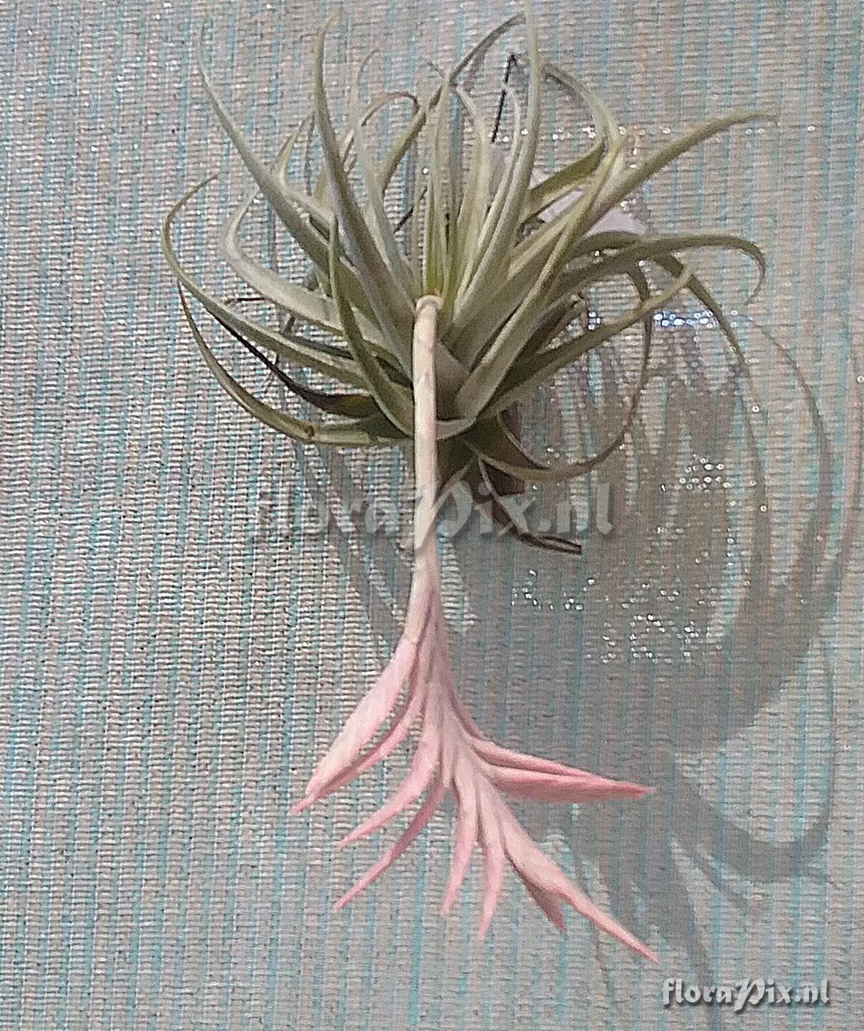 Tillandsia didisticha