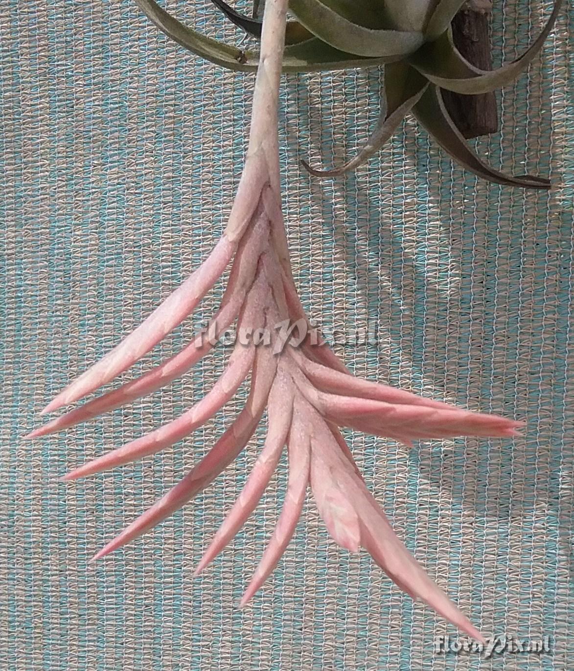 Tillandsia didisticha
