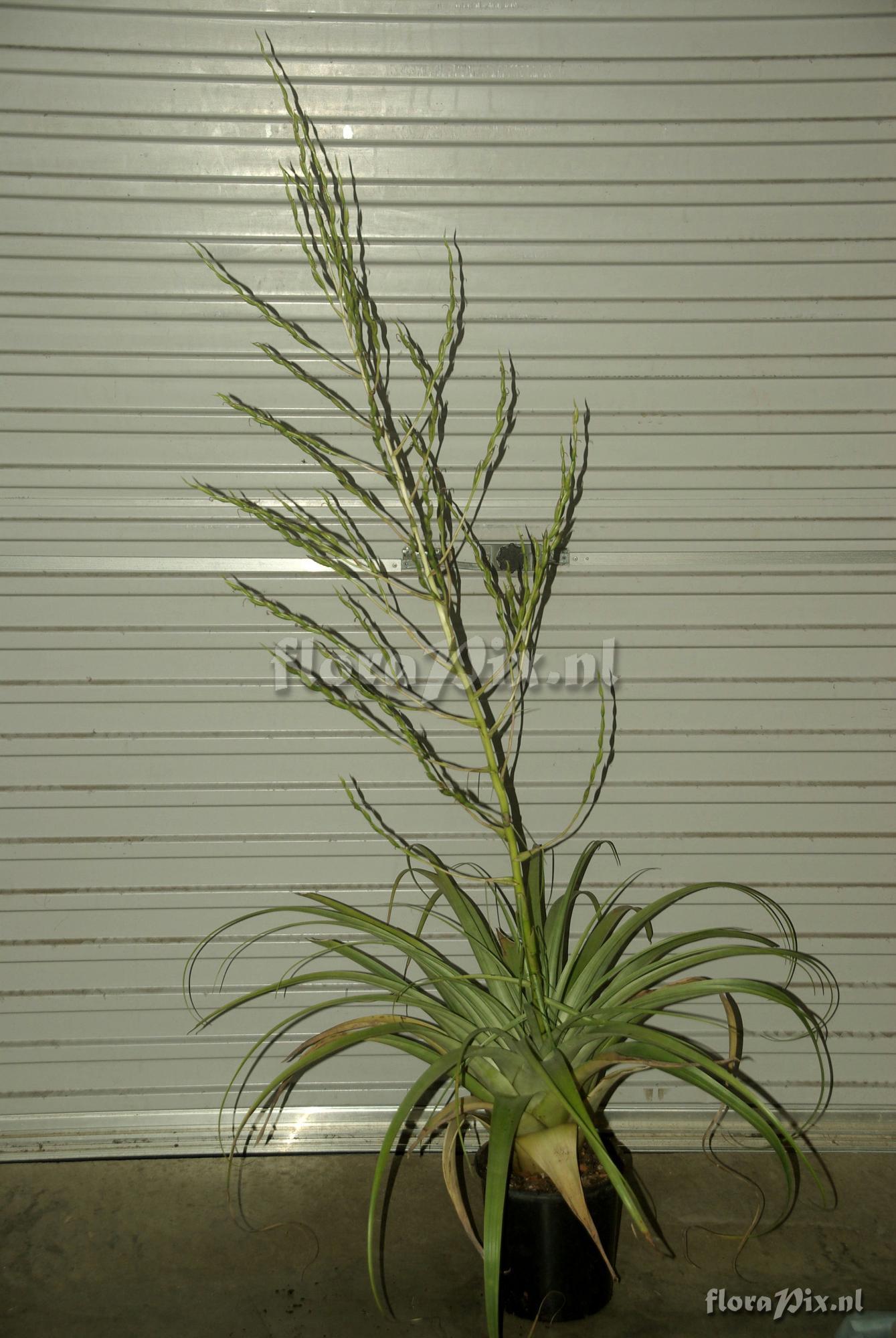 Tillandsia elusiva