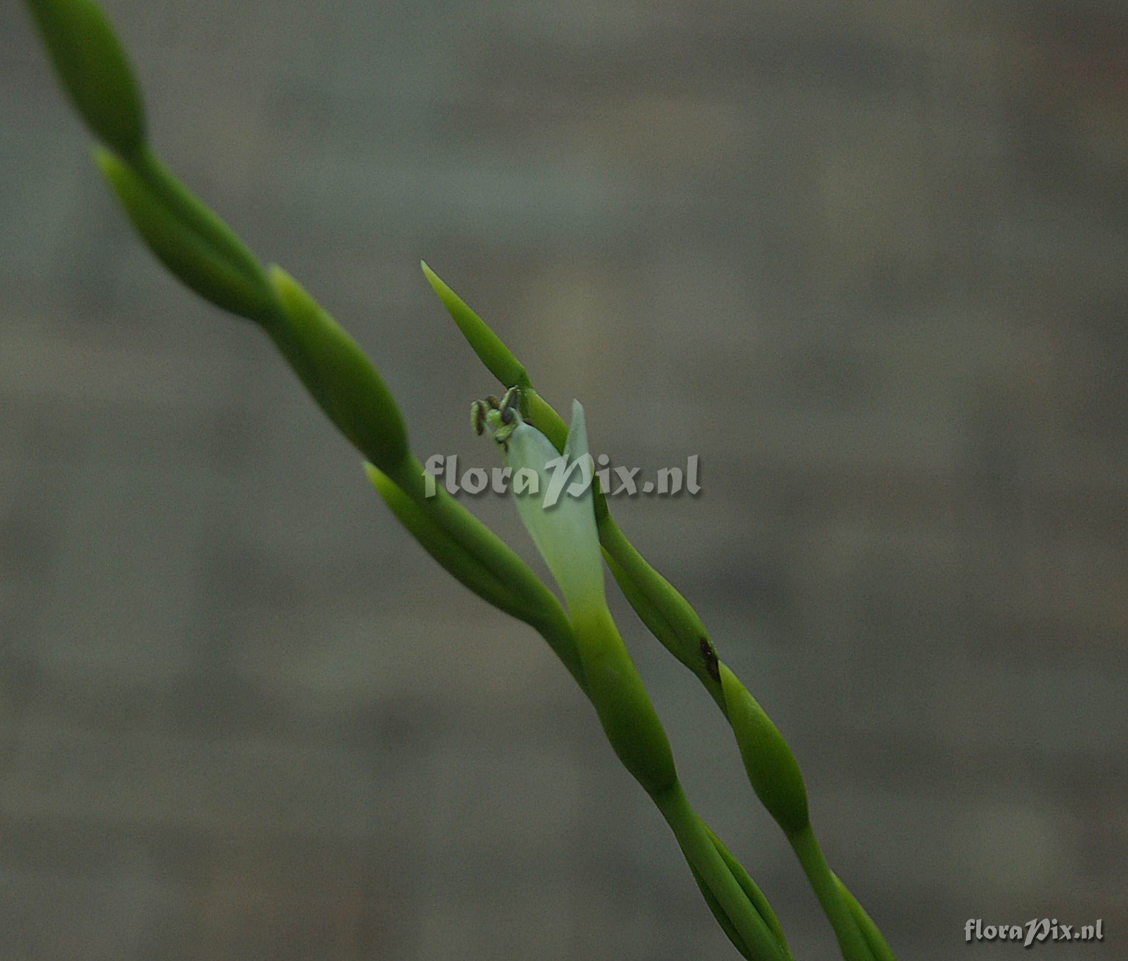Tillandsia elusiva