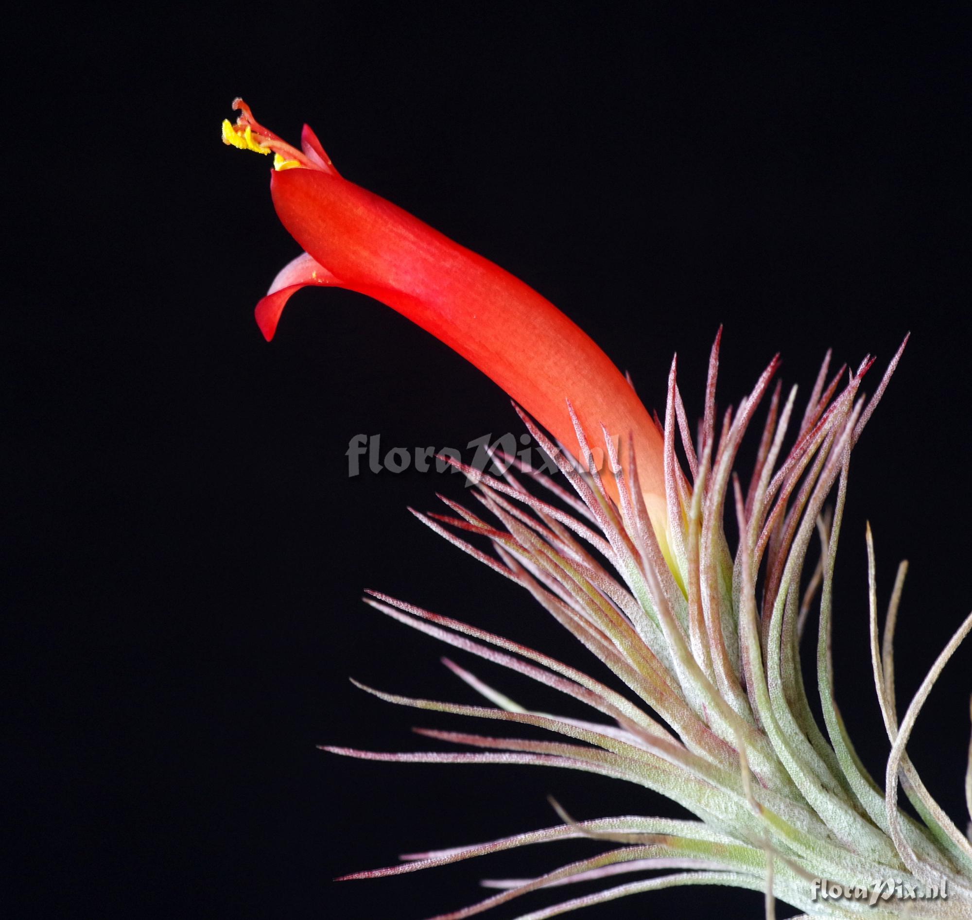 Tillandsia funckiana