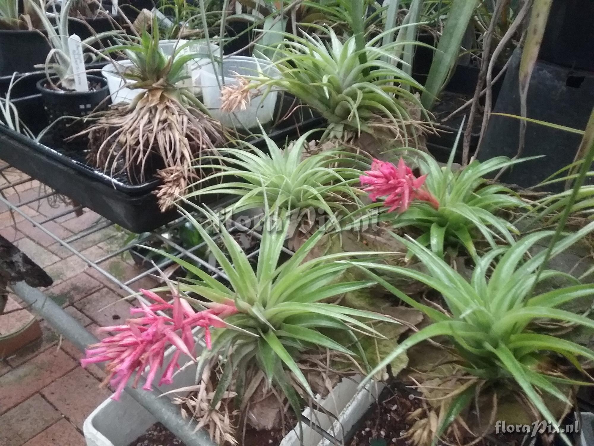 Tillandsia geminiflora