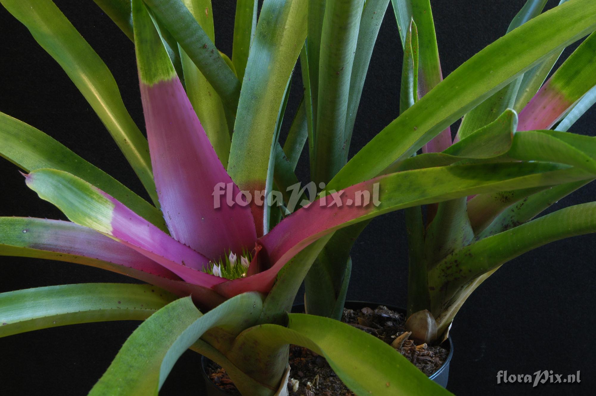 Neoregelia cf. concentrica