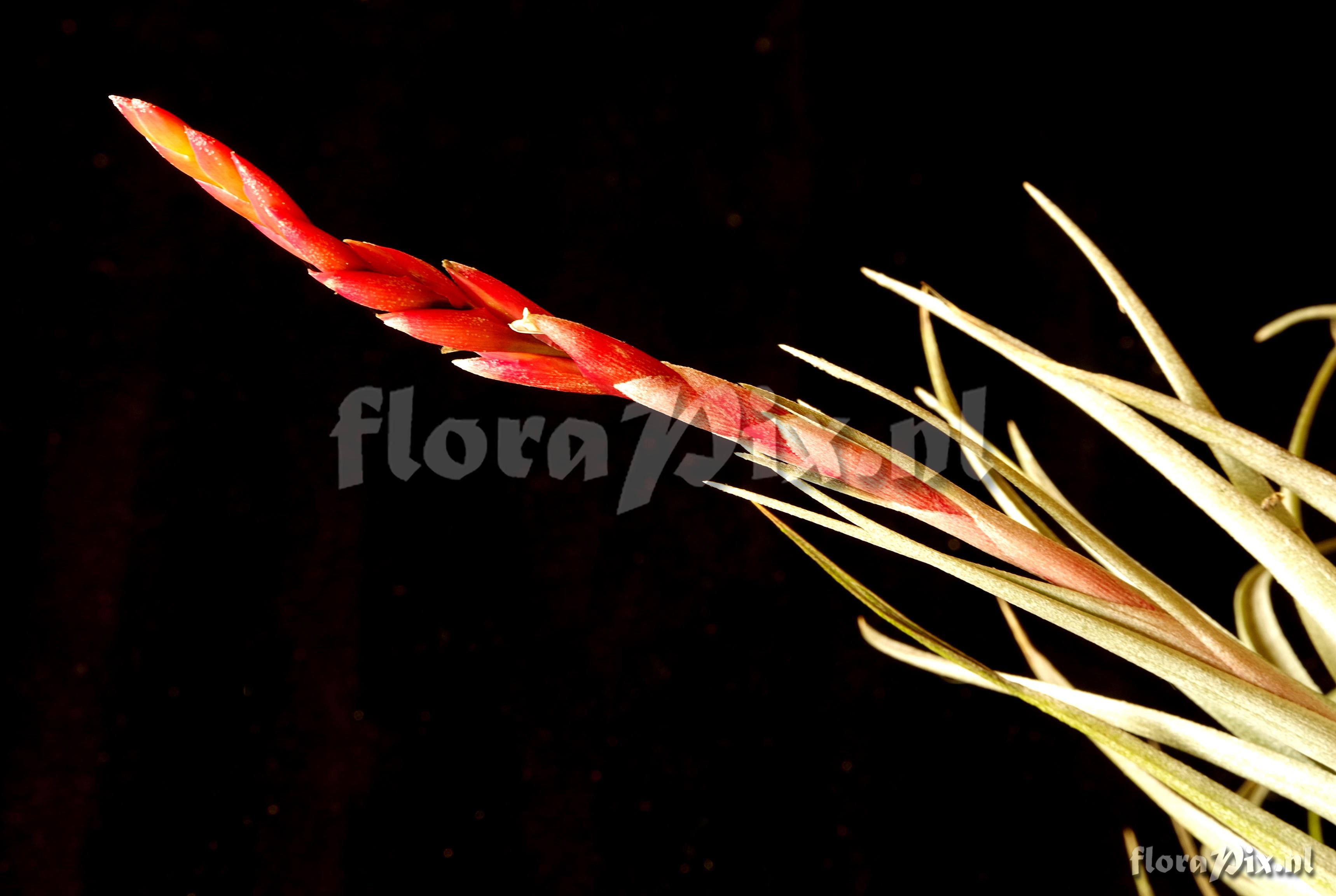 Tillandsia guelzii x