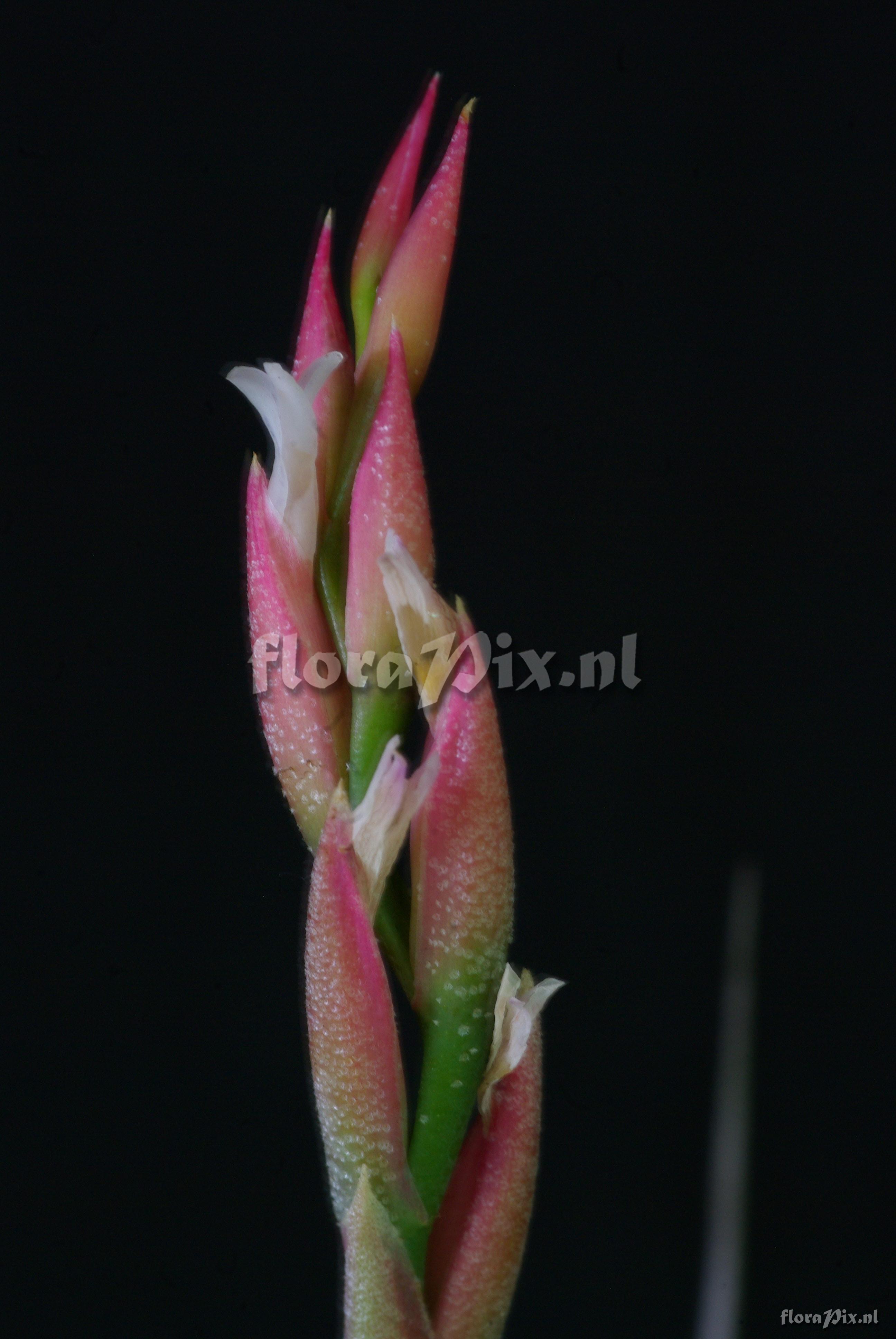 Tillandsia guelzii x