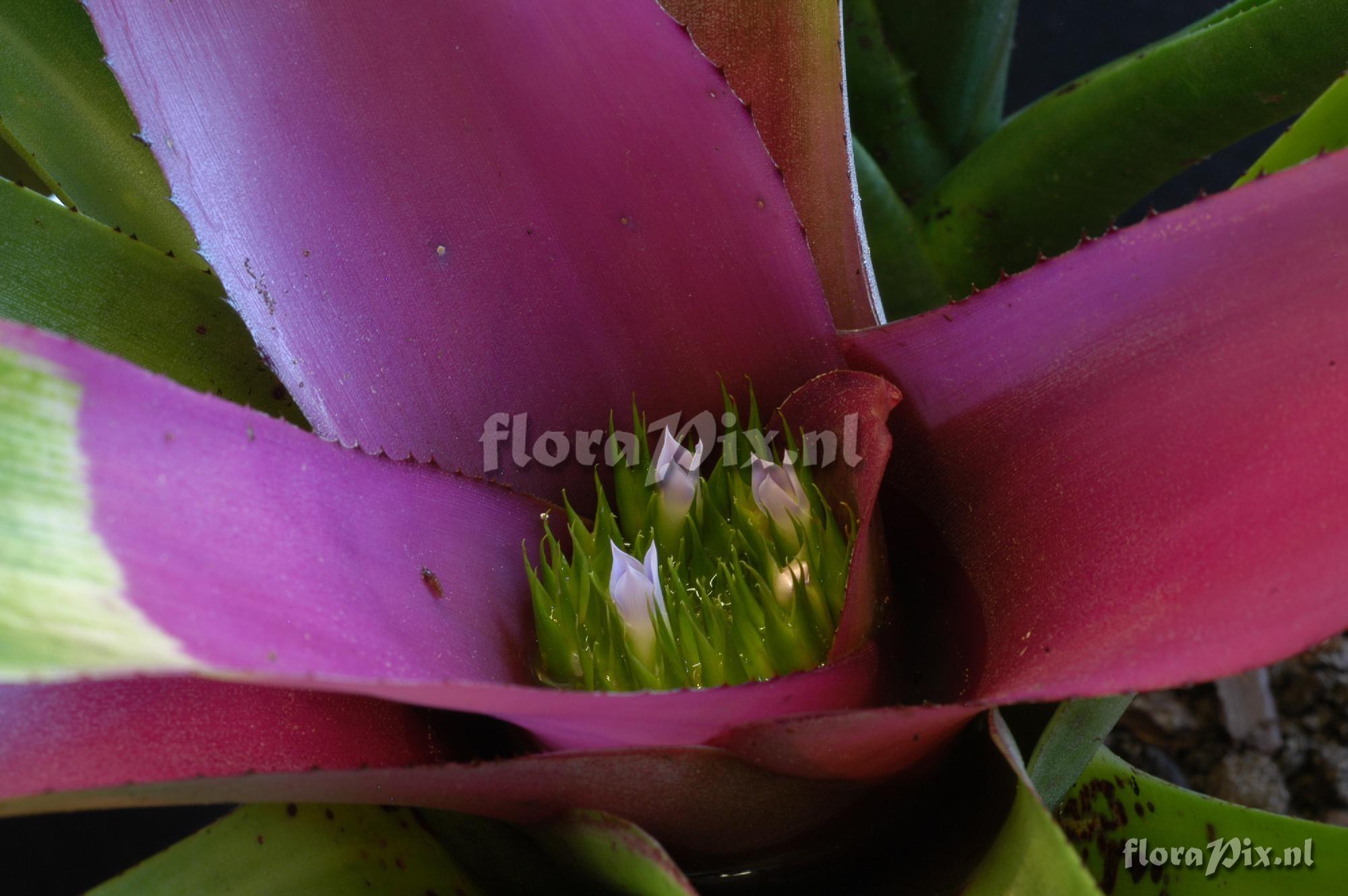 Neoregelia cf. concentrica