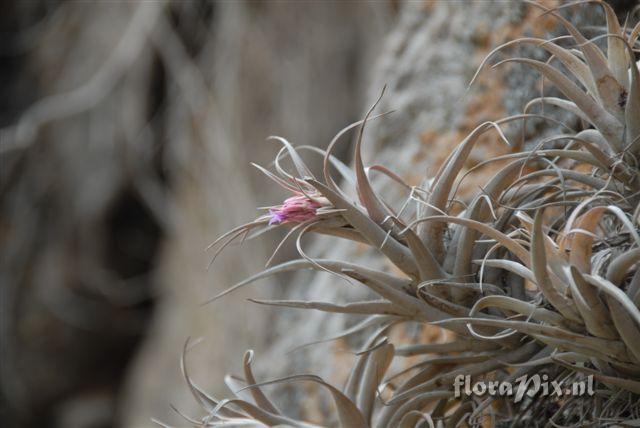 Tillandsia casus