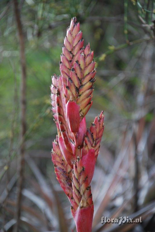 Bromeliaceae species Peru