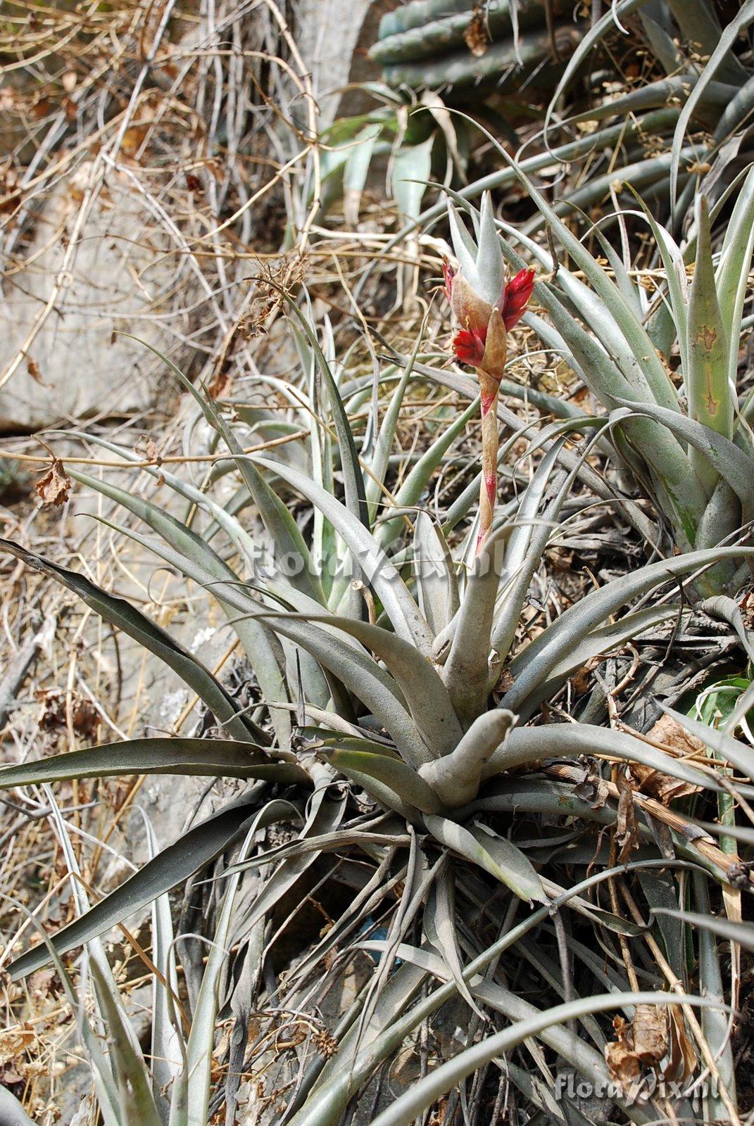 Tillandsia latifolia var. major