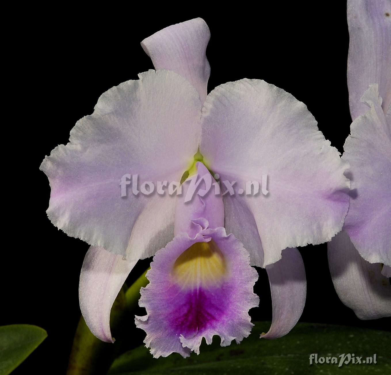 Cattleya trianae