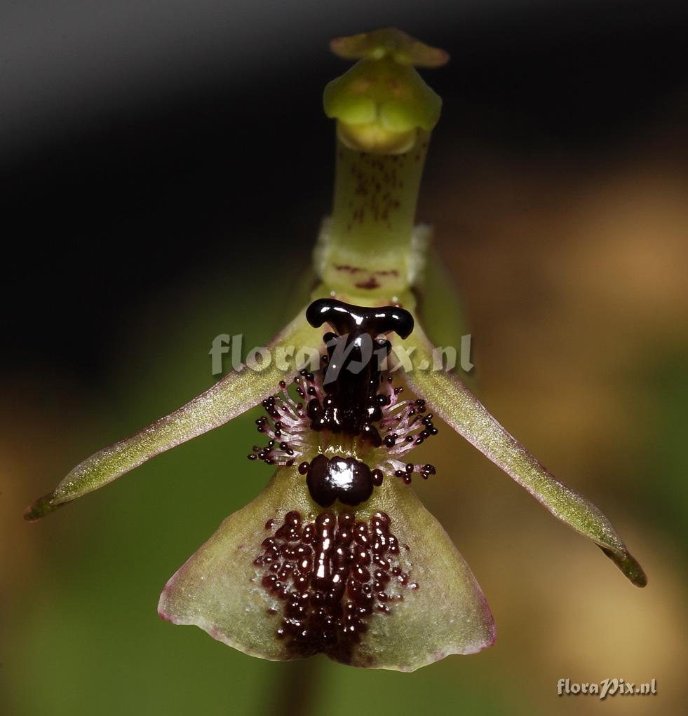 Chiloglottis formicifera