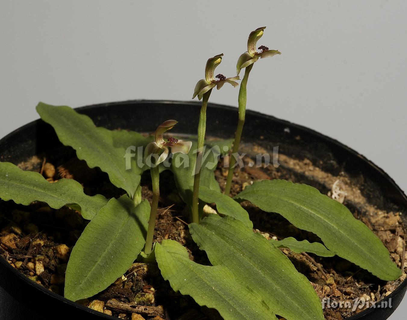 Chiloglottis trapeziformis