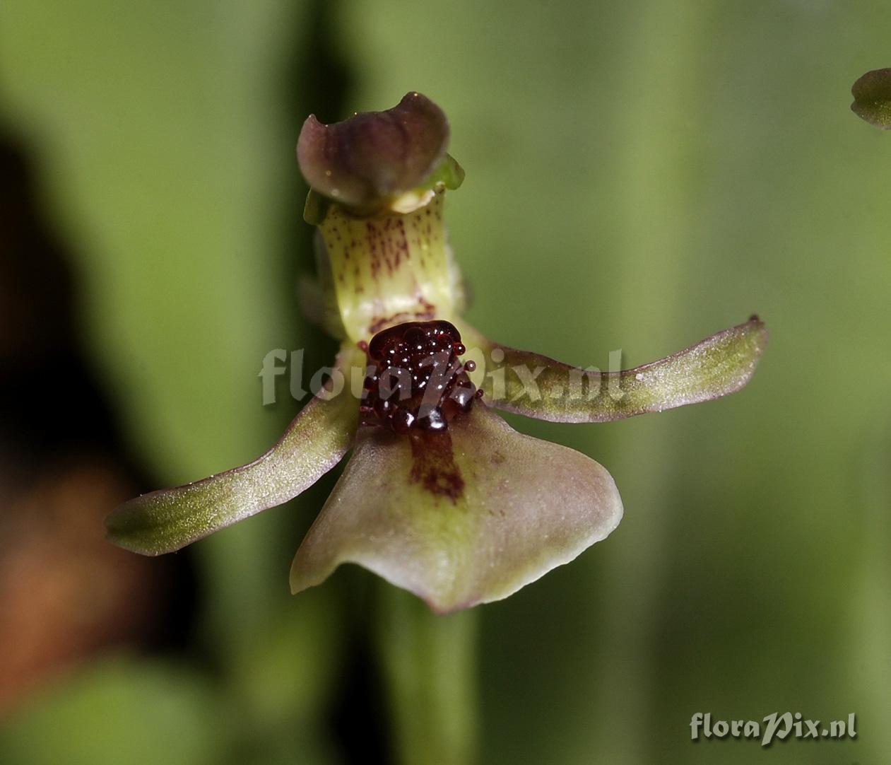 Chiloglottis trapeziformis