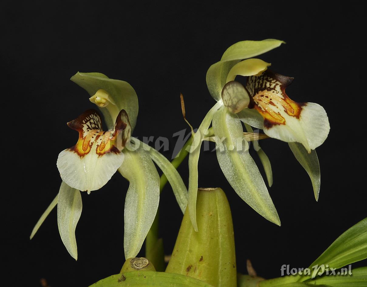 Coelogyne dichroantha