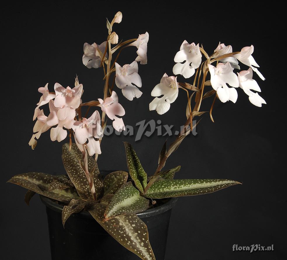 Habenaria carnea