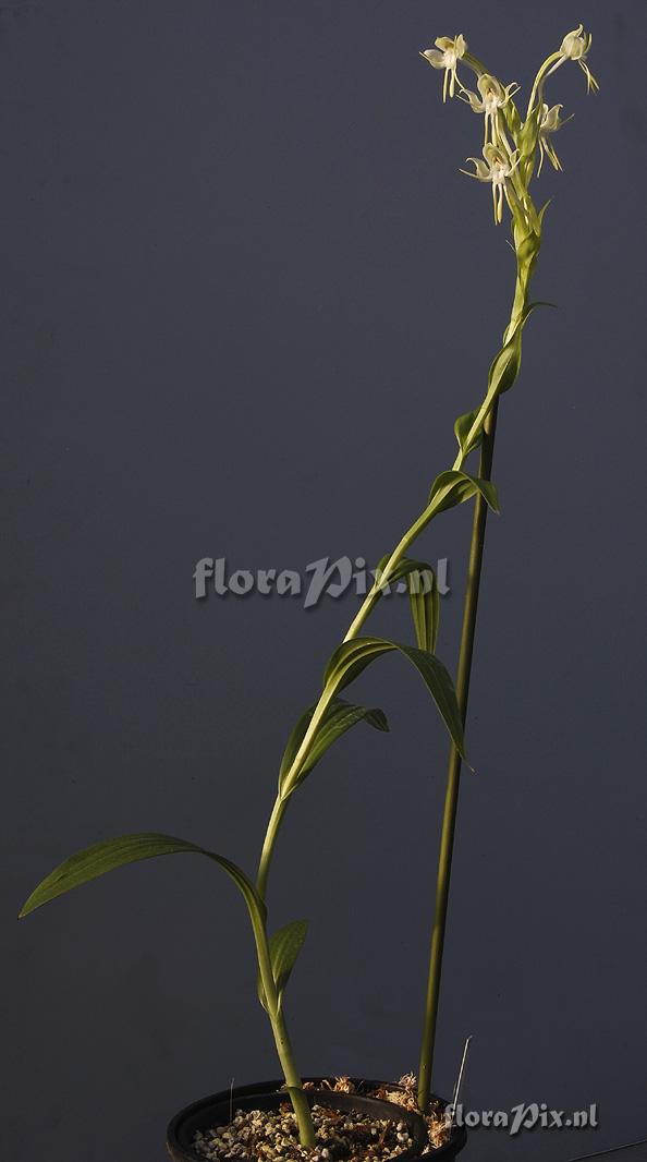 Habenaria bractescens