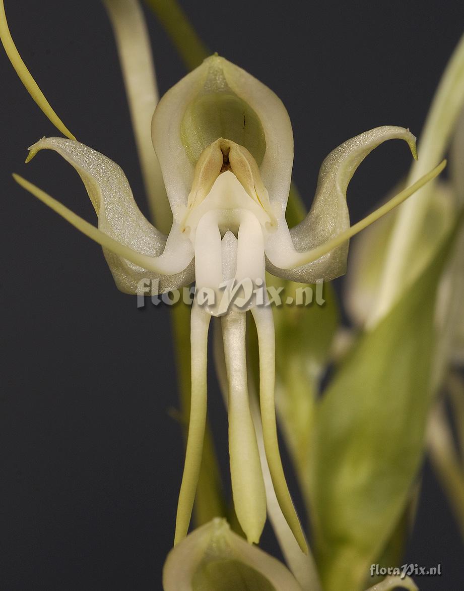 Habenaria bractescens