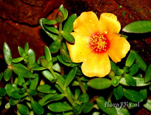 Portulaca sp. Flower