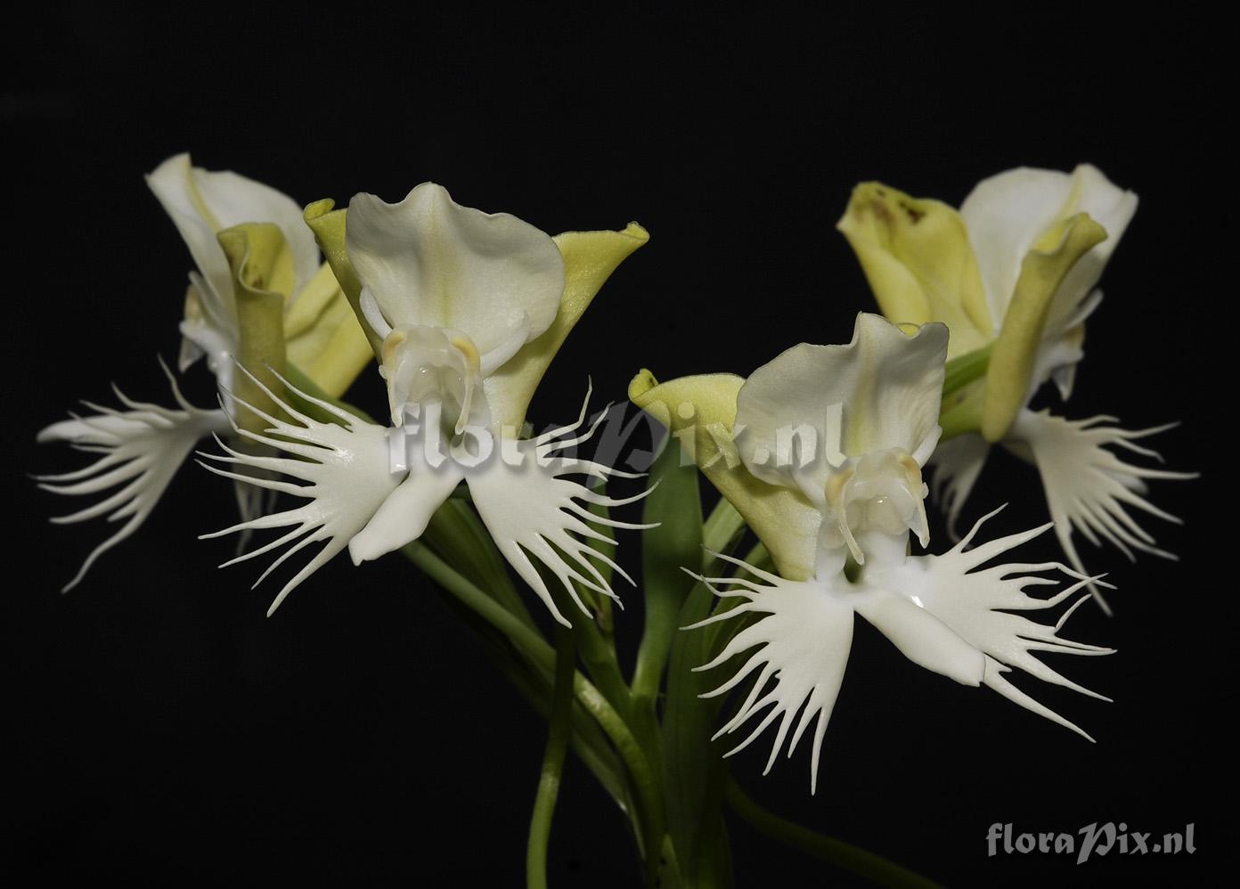 Pecteilis susannae