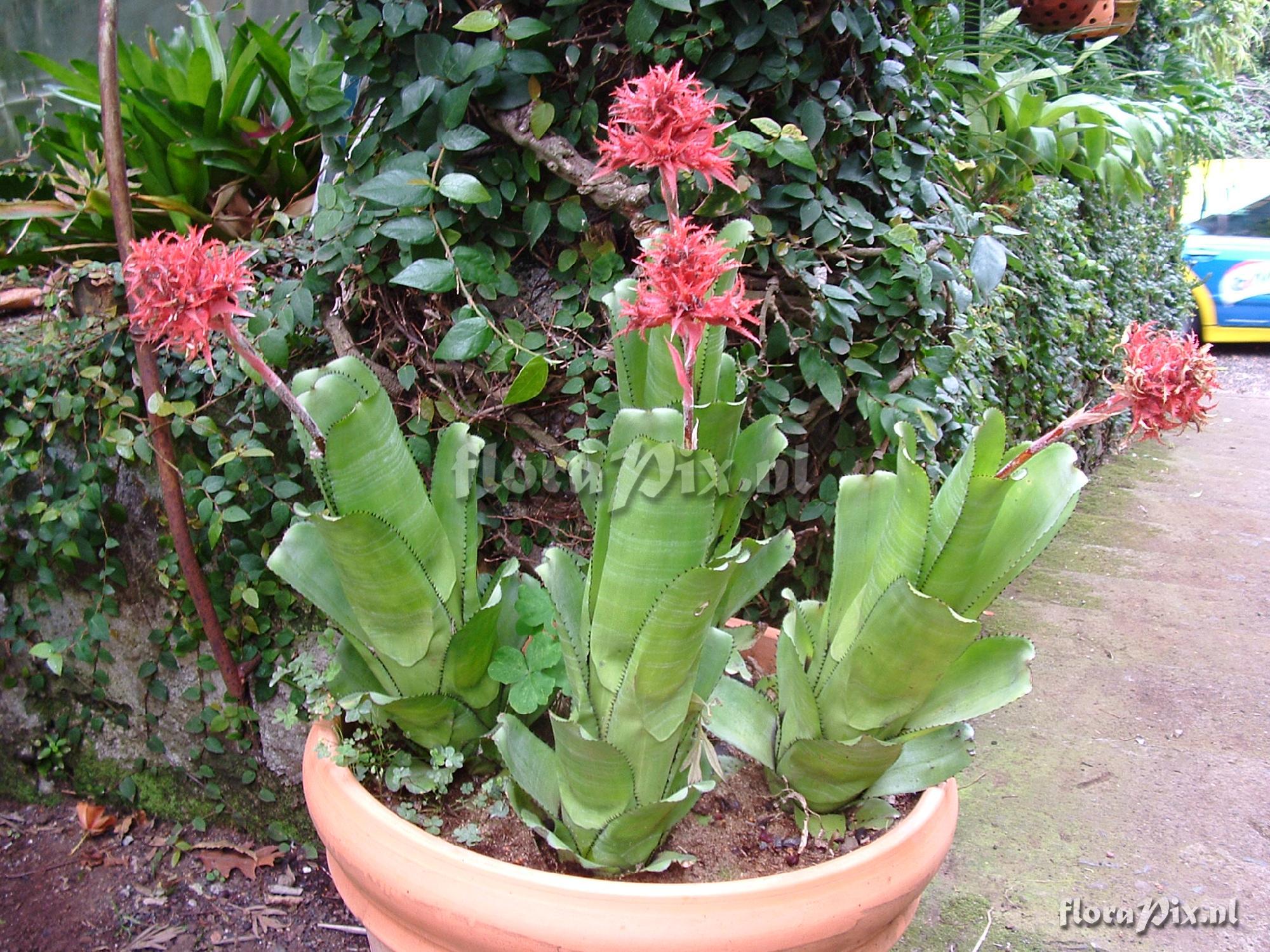 Aechmea flavorosea 