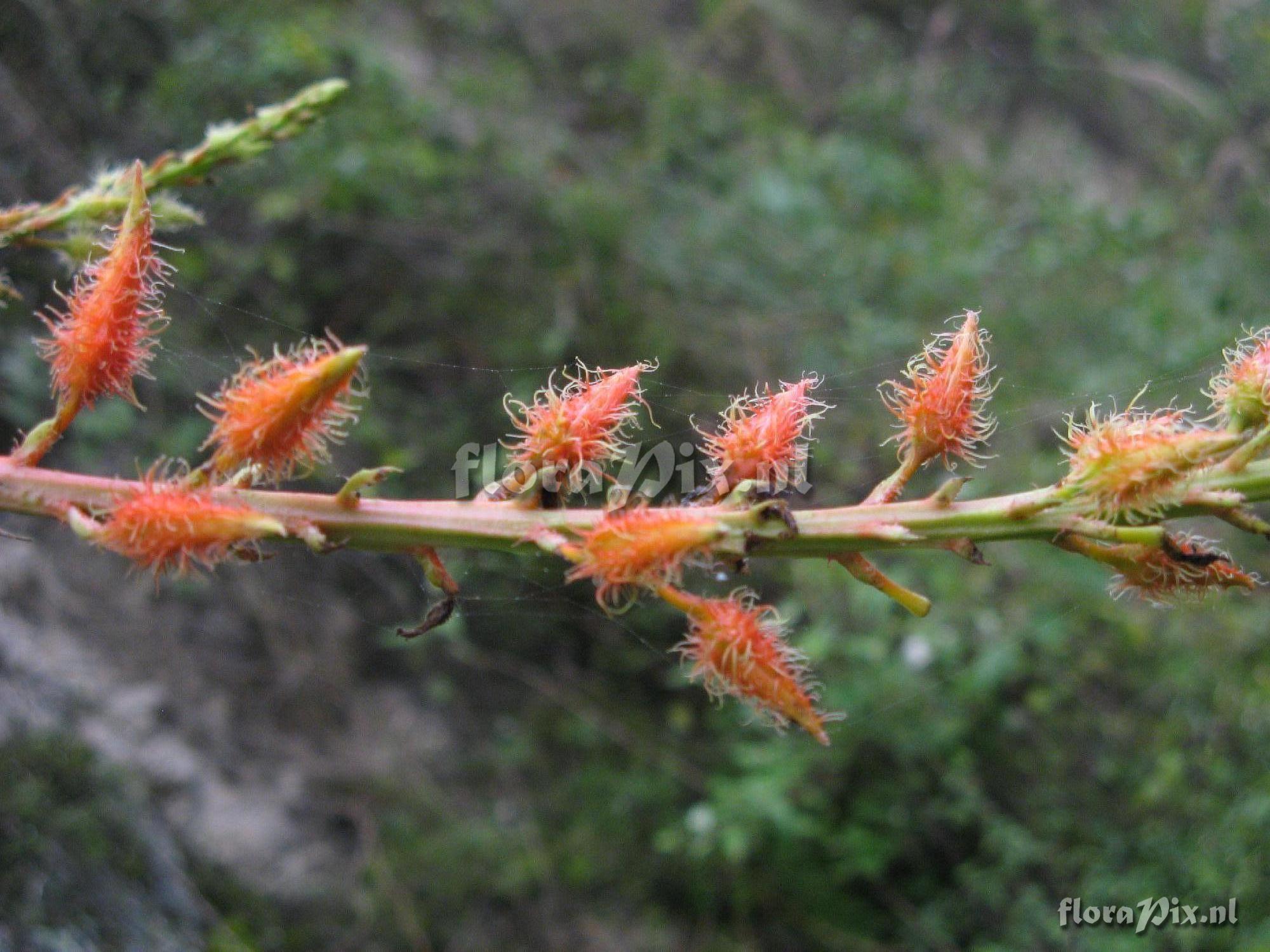 Pitcairnia aff. echinata