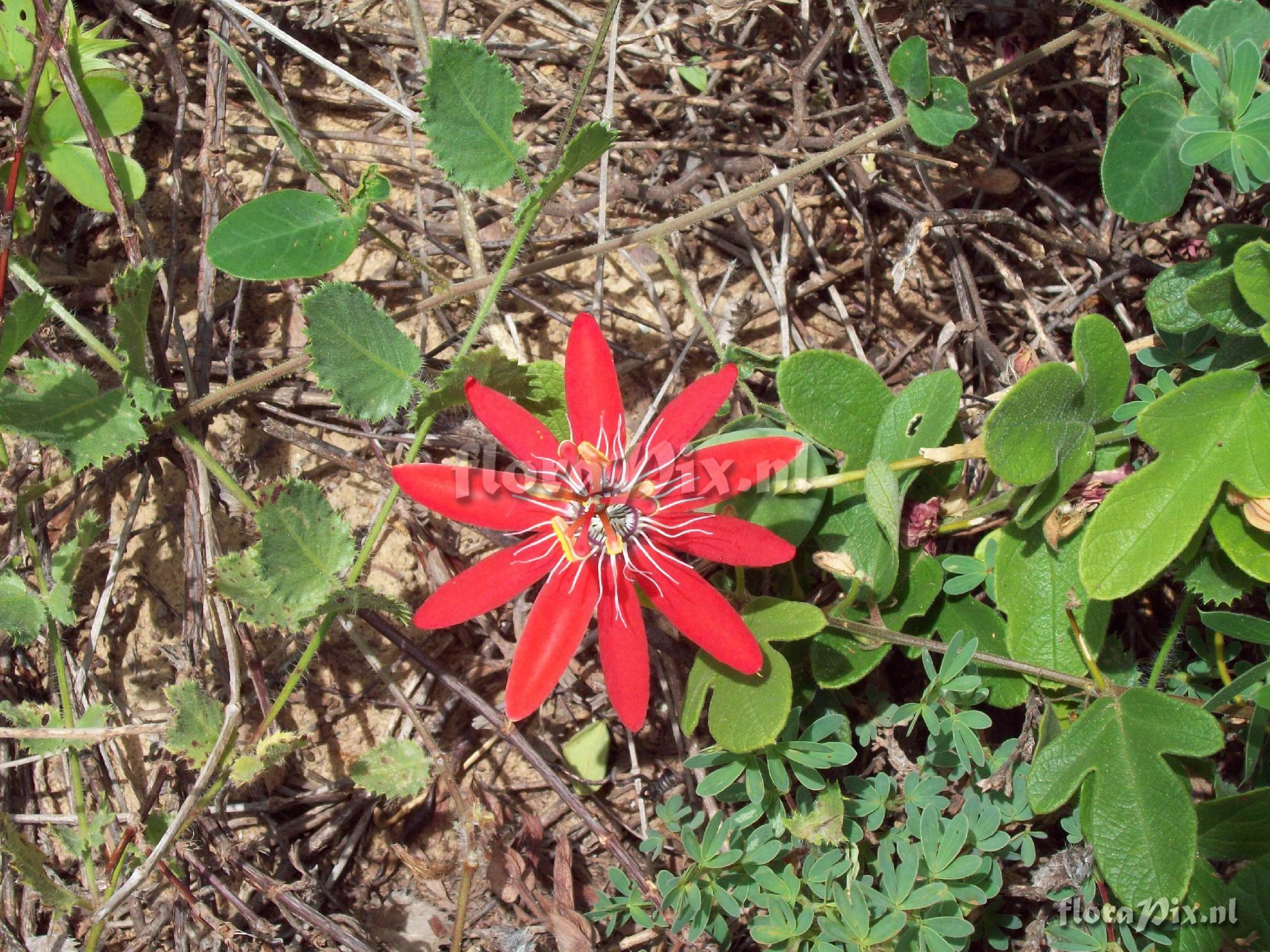 Passiflora sp. (coccinea?)