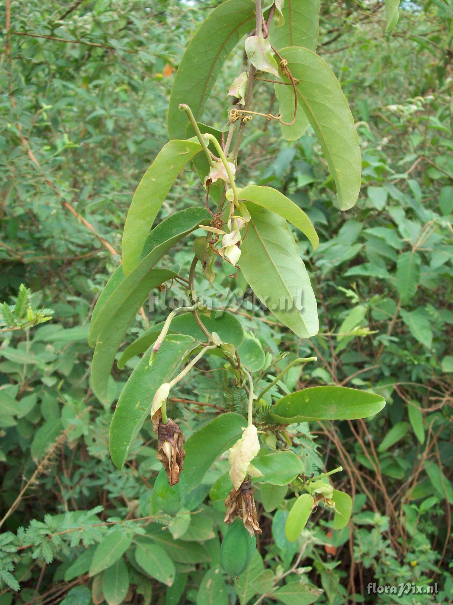 Passiflora sp.