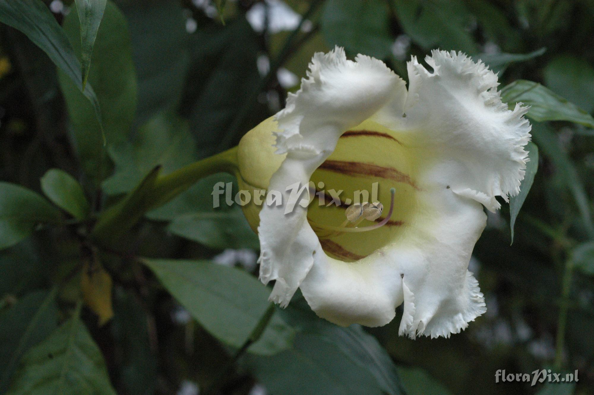 Solandra longiflora