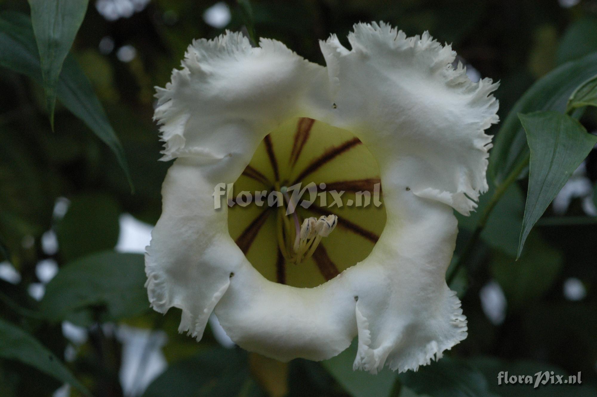 Solandra longiflora