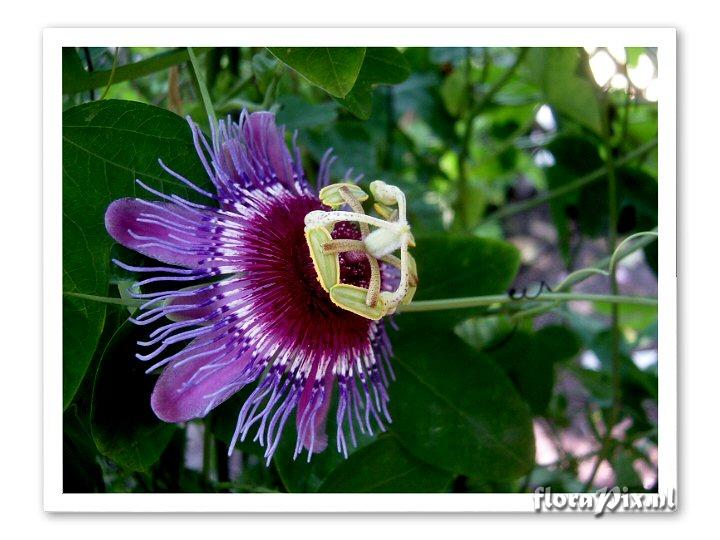 Passiflora amethystina