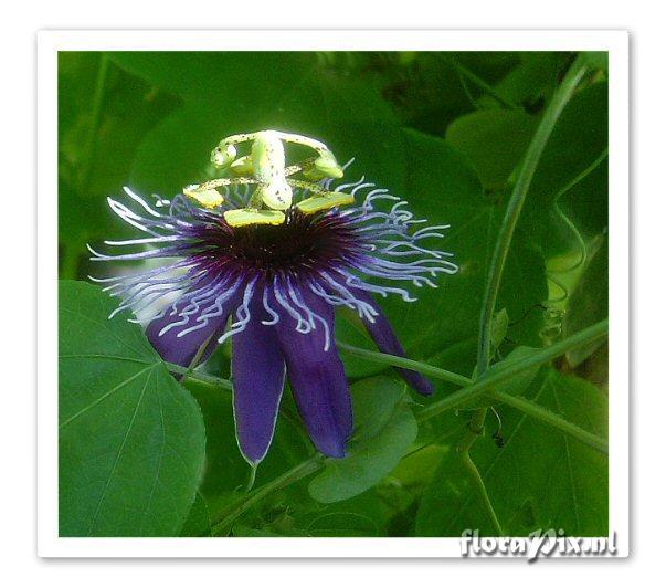 Passiflora amethystina "Minas Gerais"