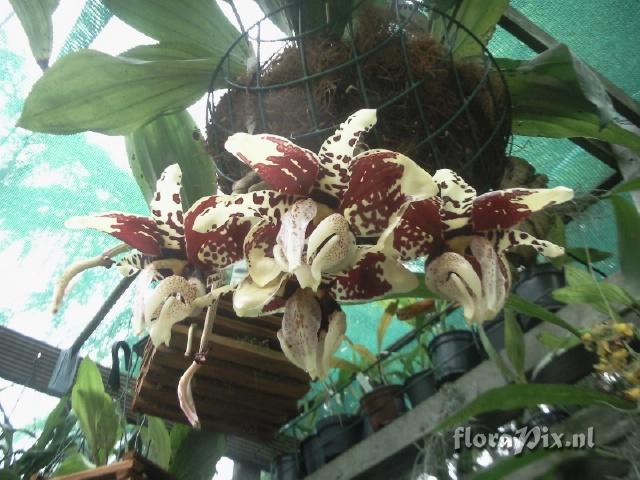 Stanhopea tigrina