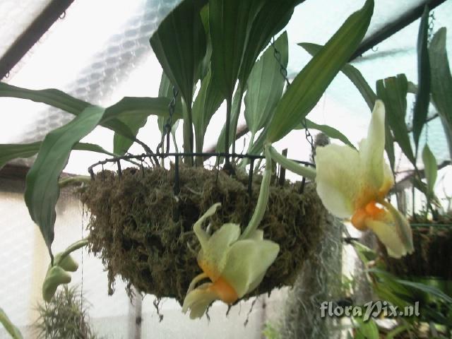 Stanhopea saccata