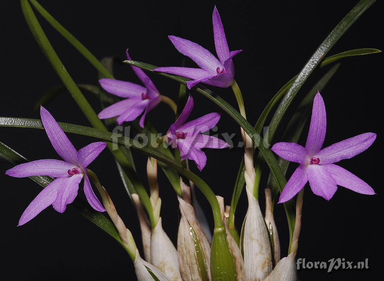 Isabelia violacea