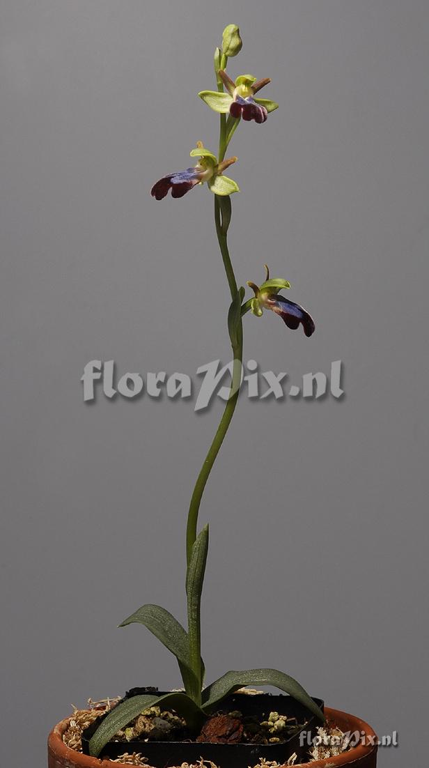 Ophrys iricolor