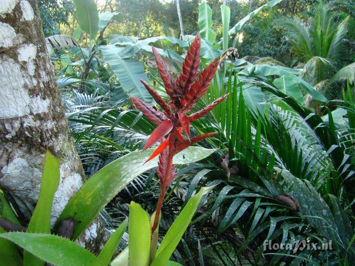 Aechmea tillandsioides 