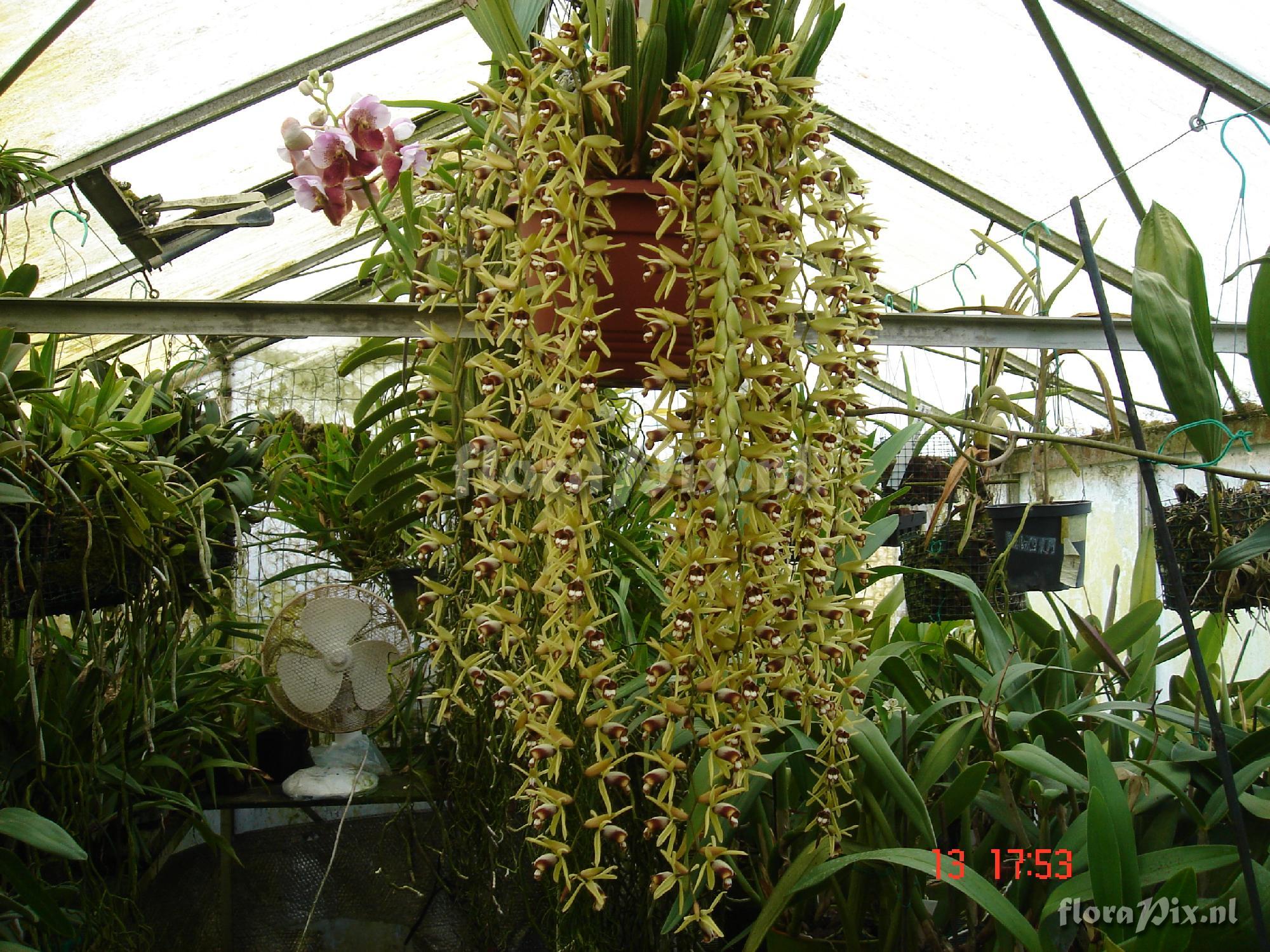 Coelogyne dayana