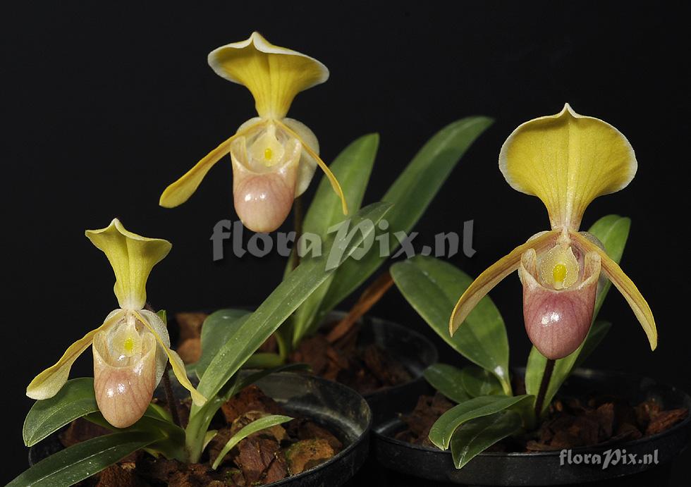 Paphiopedilum helenae