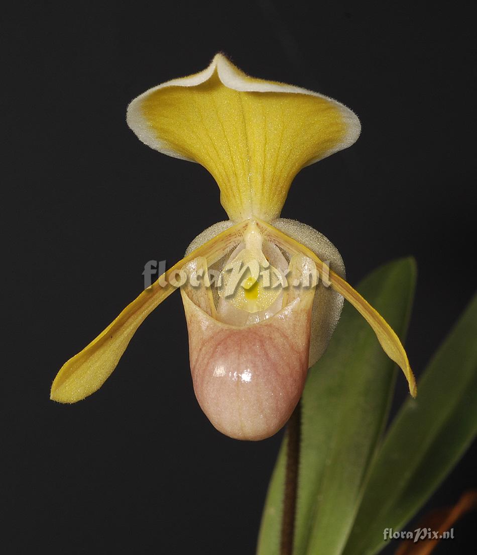 Paphiopedilum helenae