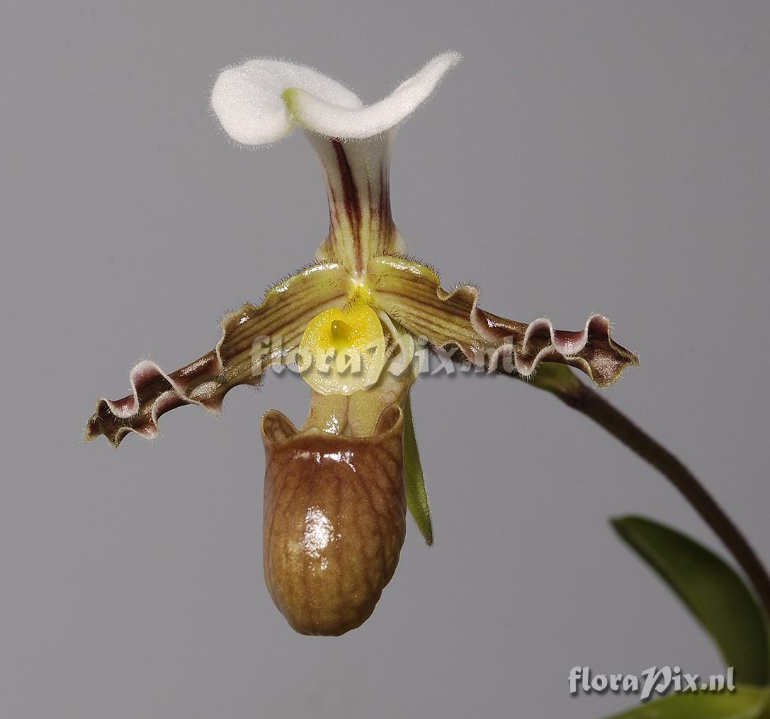 Paphiopedilum tranlienianum